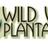 Wild Wing Plantation, Avocet
